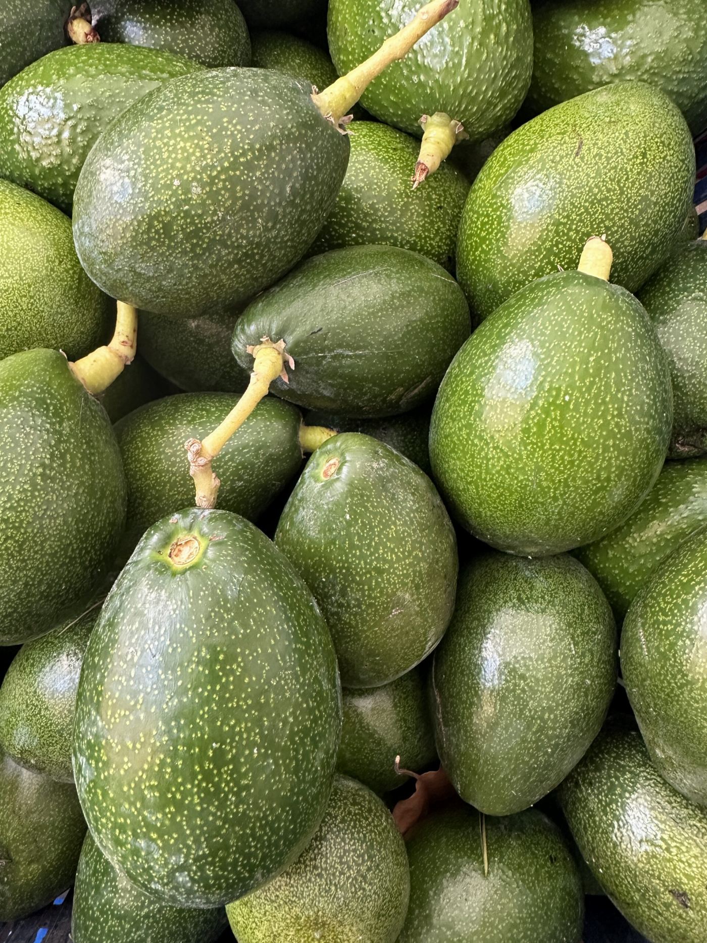 10 Adet Avokado